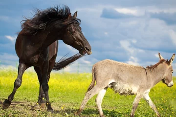 Photo sur Plexiglas Âne black horse and gray donkey play