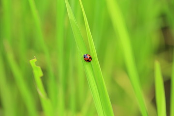 テントウムシ