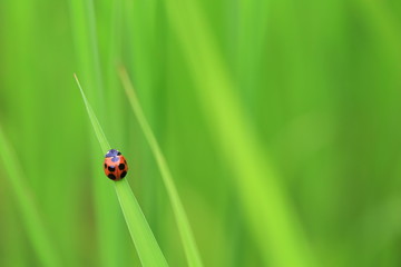 稲にとまる天道虫