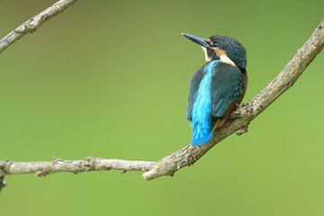 Fototapeta premium カワセミの雛