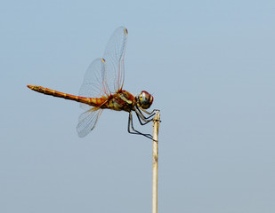 Dragonfly