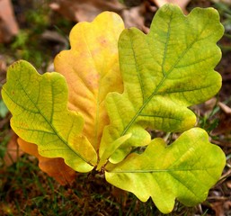 oak leaves