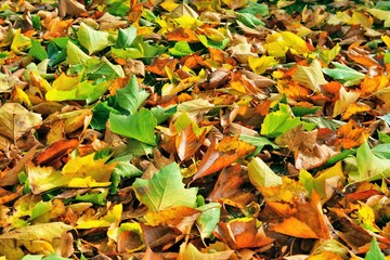 Autumn Leaves