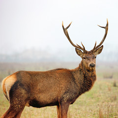 red deer stag