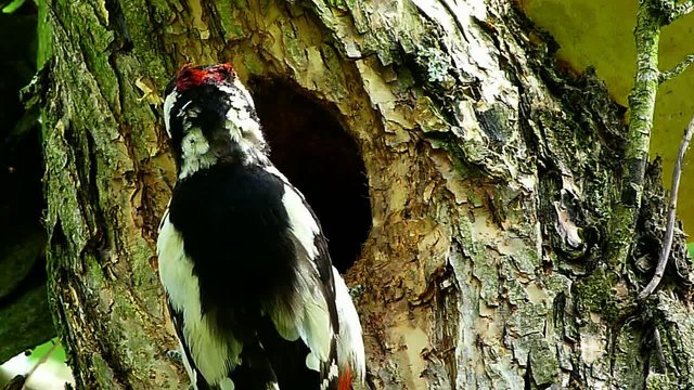 great spotted woodpecker