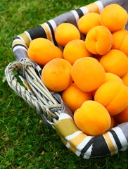 panier d'abricots dans l'herbe