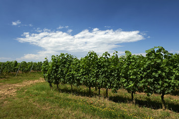 Fototapeta na wymiar vigne