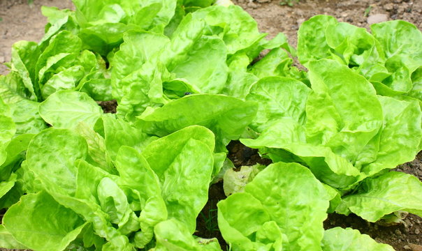 plants de salades en terre
