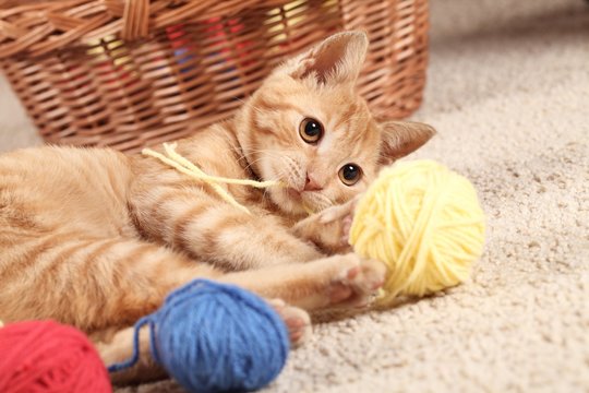 Little Cat Playing With Wool On The Carpet