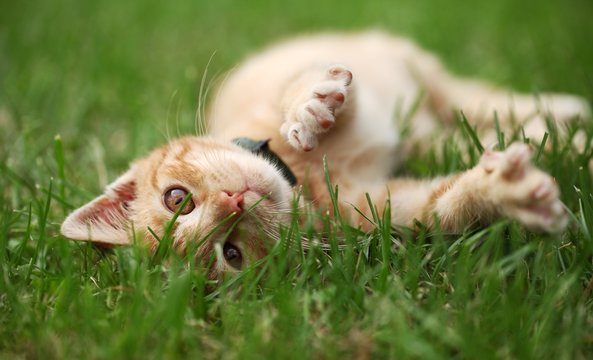 Little cat playing in grass - Powered by Adobe