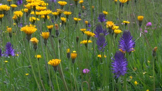 Fiori di montagna