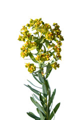 Spurge isolated on white