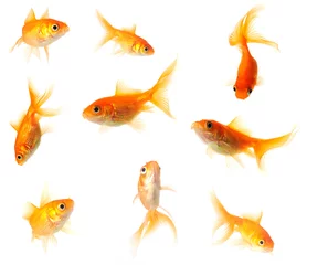 Fotobehang goudvissen collectie © aaabbc
