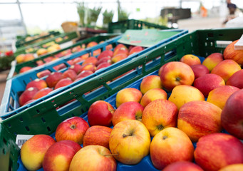 Äpfel in der Auslage