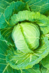 Fototapeta premium Head of cabbage background
