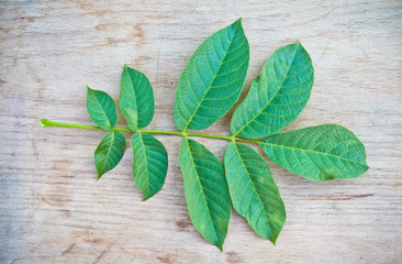 The leaves of walnut on the board