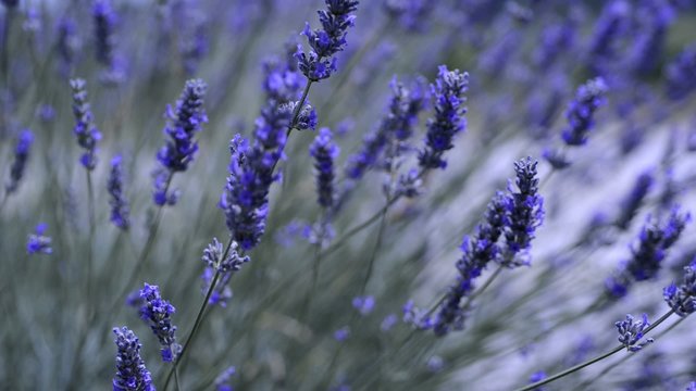 Lavanda