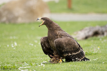 Golden eagle in the grass