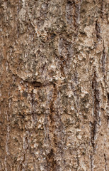 Old Wood Tree Texture Background Pattern
