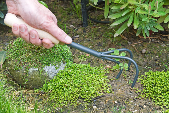 Griffer la terre du jardin