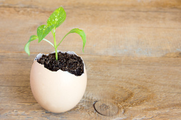 Young green plant in eggshell