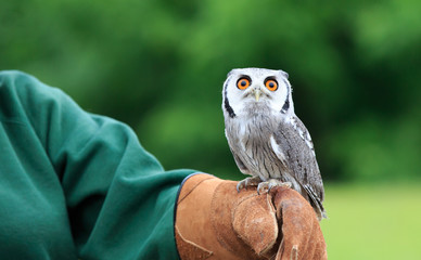 Obraz premium Little owl perched on trainers hand