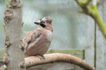 European Jay