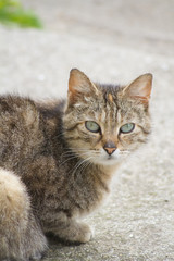 chat