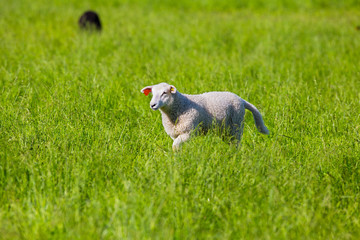 Sheep walking in the Grass