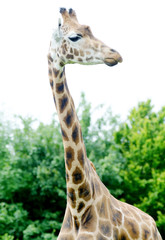 Giraffe tall