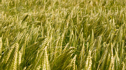 Obraz premium barley field