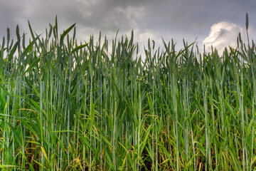 Obraz premium Young, green wheat