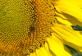 sunflower head with bee