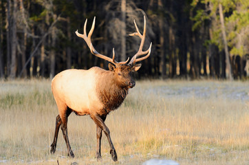 Rocky Mountain Elk