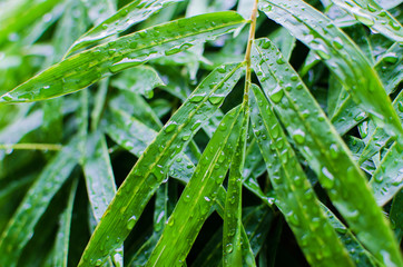 Green leaf with drops of water