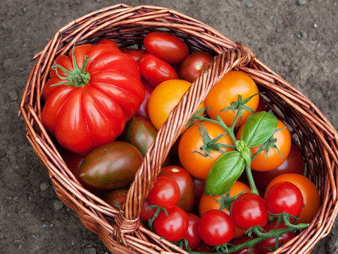 erntefrische tomaten