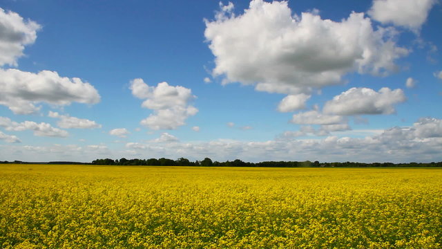 Canola field.