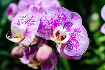 Beautiful bright orchid flowers in Botanical garden