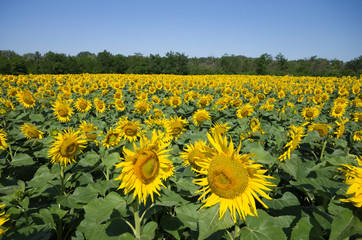 Fototapeta premium Sunflower field