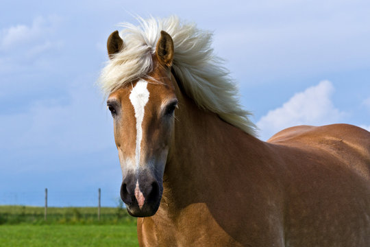 Pferd mit wehender Mähne