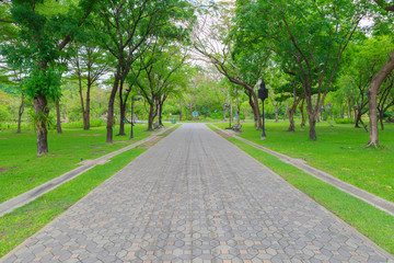 Obraz premium Green alley,path in the park