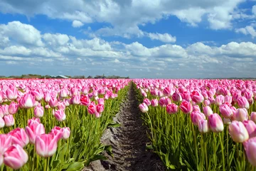 Crédence de cuisine en verre imprimé Tulipe champs de tulipes roses à sprint
