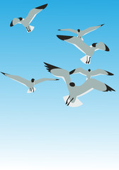 Seagulls