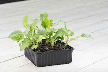 Kohlrabi - Superschmelz