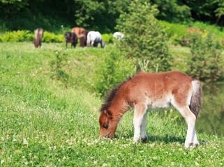 Naklejka na ściany i meble Falabella Foal mini horse grazing on a green meadow, selective f