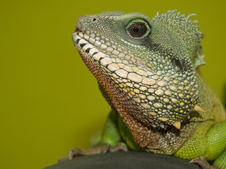 Chinese water dragon