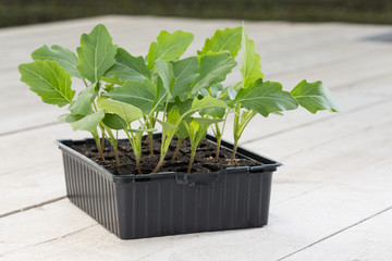 Kohlrabi