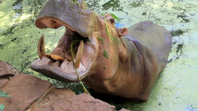 A hippopotamus in water open mouth widely for food