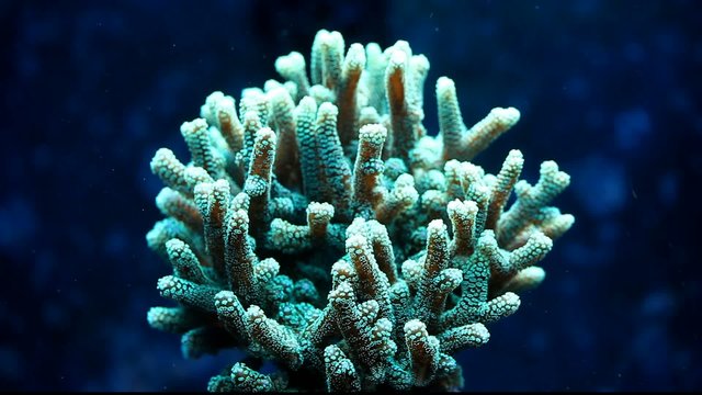 Seriatopora caliendrum