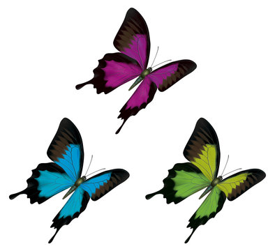 Butterfly detailed illustration
